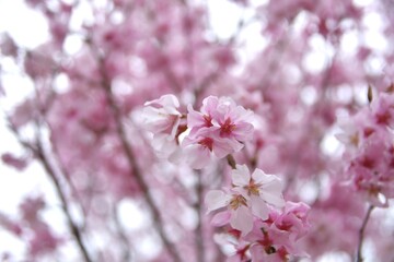Fototapeta premium 新年の桜
