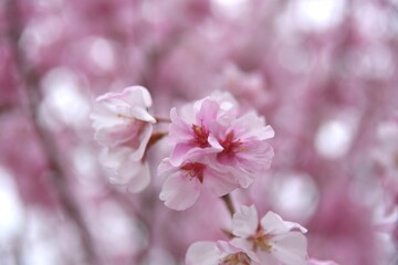 Fototapeta premium 新年の桜