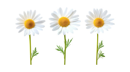Daisy Plant Set of Three Different Poses on Transparent Background for Garden, Floral Branding, or Nature-Inspired Decor