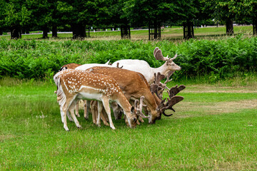 Herd of red young deer grazing in the park