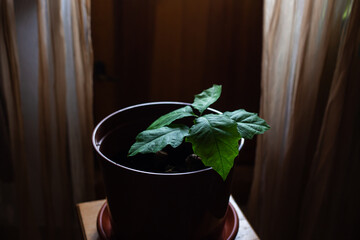 Young green oak seedling in pot. Pot with oak sprout  in kitchen garden. Green bright first foliage.