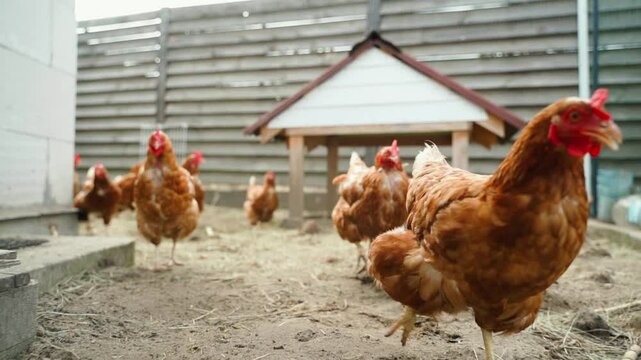 Brown chickens in a run run after the camera, slow motion