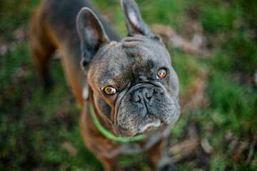 English bulldog portrait. Puppy looking  up at camera. Brown dog eyes. French bulldog breed outdoords.