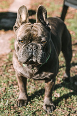 English bulldog portrait. Puppy looking  up at camera. Brown dog eyes. French bulldog breed outdoords