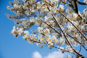 Apfelblüten am Baum