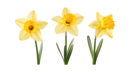 Daffodil Plant Set of Three Different Poses on Transparent Background for Spring, Floral Decor, or Nature-Inspired Branding