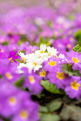 Meadow full of pink and white primulas.
