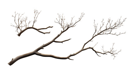 Obraz premium Bare Branch Set of Three Different Poses on Transparent Background for Seasonal Decor, Nature-Inspired Branding, or Minimalist Design