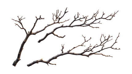Bare Branch Set of Three Different Poses on Transparent Background for Seasonal Decor, Nature-Inspired Branding, or Minimalist Design