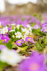 Meadow full of pink and white primulas.
