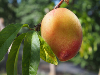 peach on tree