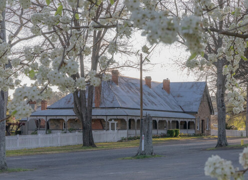 An old historic home with tin roof framed by spring blossoms