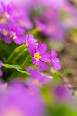 Fototapeta premium Meadow full of pink and white primulas. 