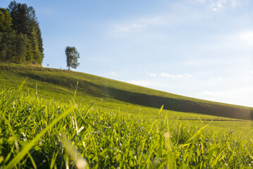 Grüne Wiese, Steiermark, Österreich, 2015, Thal