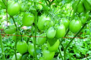 Pruning Tomato Plants with Green Unripe Fruits in Organic Farm