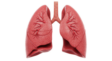 Isolated Pair of Realistic Human Lungs