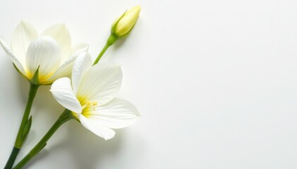 Naklejka premium Delicate white flowers arranged on a pure white surface , pure, serene, nature