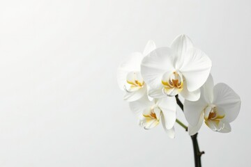 Delicate white orchid blossom against pure white backdrop, closeup, spring