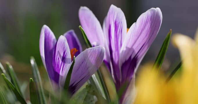 Blooming crocus flowers in spring garden