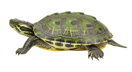 Isolated Yellow-Bellied Slider Turtle with Patterned Shell