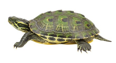Isolated Yellow-Bellied Slider Turtle with Patterned Shell