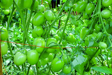 Pruning Tomato Plants with Green Unripe Fruits in Organic Farm