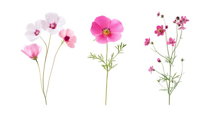 Breath Flowers Set of Three Different Poses on Transparent Background for Floral Design, Gift Marketing, or Event Decoration