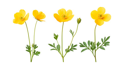 Pack of Buttercup set Against Transparent Background for Floral Branding, Garden Promotion, or Botanical Design Projects