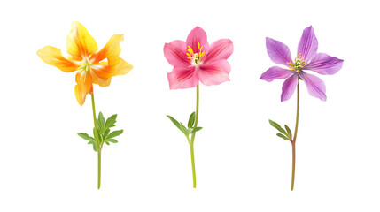 Naklejka premium Columbine Plant Set of Three Different Poses on Transparent Background for Floral Decor, Botanical Branding, or Nature Themes
