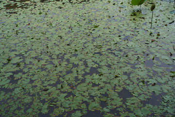 Lotus in the pond