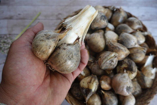 man holding giant garlic head. garlic harvesting elephant background wicker basket with garlic cloves