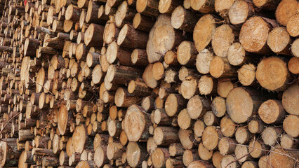 Huge stacks of cut tree logs, natural wooden background, timber logging industry storage for export, for plywood, deforestation of the planet, 