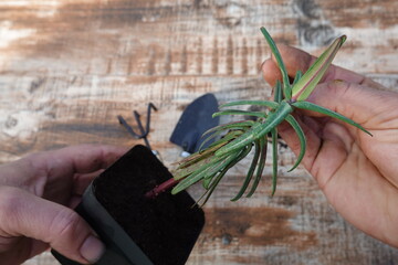 man's hand holding mole plant. Euphorbia lathyris in pot ready for planting. Rodent and mole...