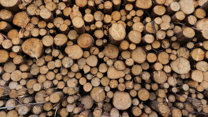 Huge stacks of cut tree logs, natural wooden background, timber logging industry storage for export, for plywood, deforestation of the planet, 
