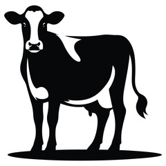 black and white cow