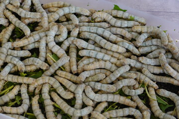 hundreds of silkworm eating mulberry leaves, silkworm silkworm breeding in sericulture at home