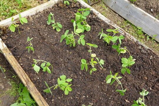 edamame cultivation growing on raised wooden bed in the vegetable garden with fertile soil