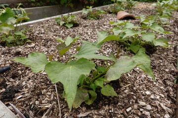 Young Sweet Potato Vines Growing in a Mulched Garden Bed