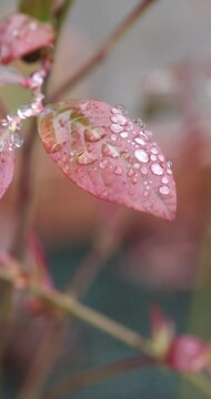 Pink leaf covered in dew drops