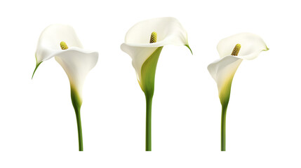 Pack of Calla Lily set Against Transparent Background for Floral Branding, Wedding Decoration, or Botanical Design Projects