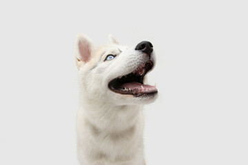 Portrait siberian husky puppy dog looking up. puppy teething concept. Isolated on white background