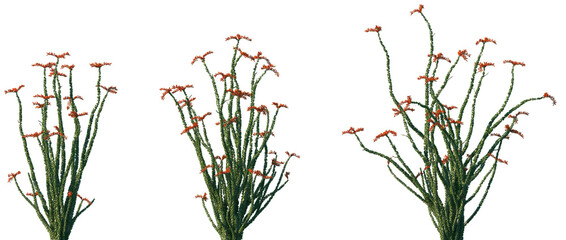 Set of Fouquieria splendens (commonly known as ocotillo) frontal isolated png on a transparent background perfectly cutout  © Viktoria