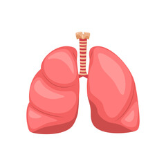 Human respiratory system, lungs, anatomy of internal organs, bronchi and alveoli. Vector illustration