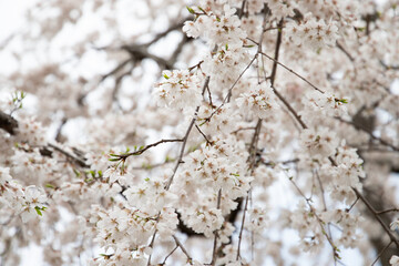 満開の枝垂れ桜