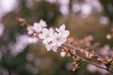 綺麗に開花した桜の花と綺麗なピンクに色づく蕾