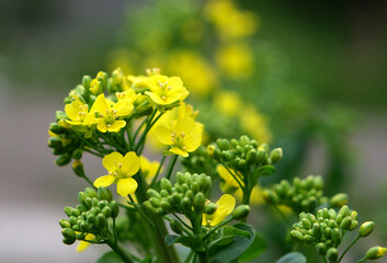 春の畑で咲く花菜