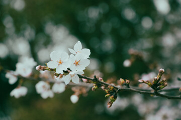 綺麗に開花した桜の花と綺麗なピンクに色づく蕾