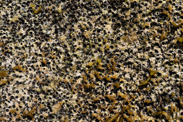 brown sea stones texture background