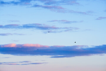 Naklejka premium Birds fly across a sky painted with soft pink and blue clouds at dusk.