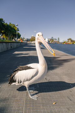 Pelican on the Forster Waterside walkway along the Coolongolook River